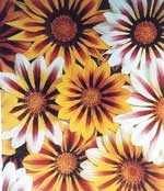 Gazania - Tiger Mix