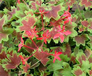 Maple Leaf Geranium