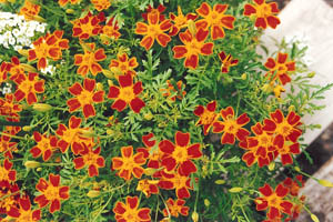 Marigold - Annual