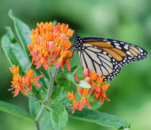 Asclepias tuberosa