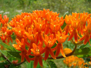 Asclepias tuberosa