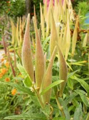 Asclepias tuberosa