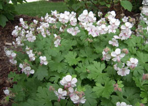 Biokovo Cranesbill Geranium