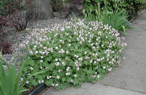 Biokovo Cranesbill Geranium