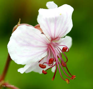 Biokovo Cranesbill Geranium