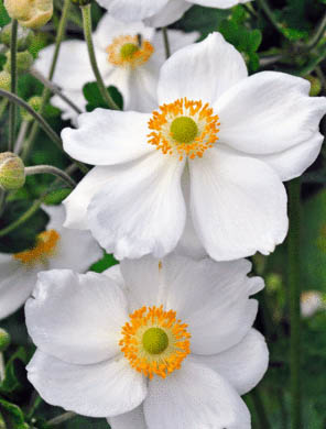 Anemone Hybrida