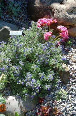 Above The Timberline: The Alpine Tundra Zone [1960]