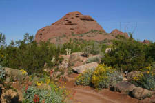 Desert Wildflower Trail