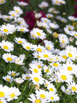 Chrysanthemum Palsodum