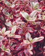 Coprosma