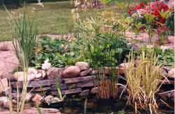 Pond area at the garden center