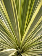 Cordyline "Torbay Dazzler"