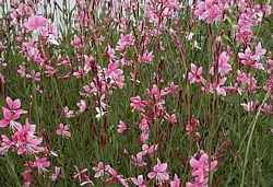 Gaura