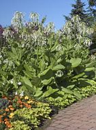 Nicotiana Sylvestris