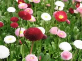 Bellis English Daisy