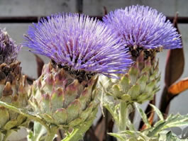 Artichoke Cynara Cardunculus