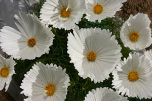 Cosmos Cupcake White