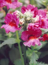 Nemesia Raspberry