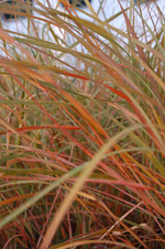 Pheasant Grass