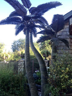 Palm Tree Garden