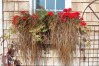 Brown Carex and Geraniums 