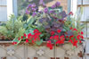 My Gallery: Image