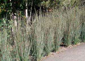 Little Bluestem Grass Plant