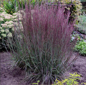 Bluestem Grass 