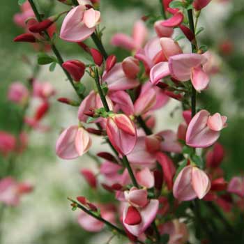 Cytisus Scoparius "Sister Rosie"