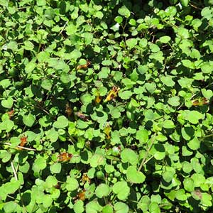 Fuchsia Procumbens