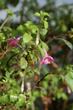 Pixi Fuchsia